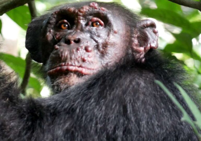 Cimpanzei sălbatici cu lepră, descoperiți pentru prima oară