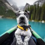 Unde poți să-ți iei fără grijă câinele în vacanță. România e la loc fruntaș, din toată Europa!