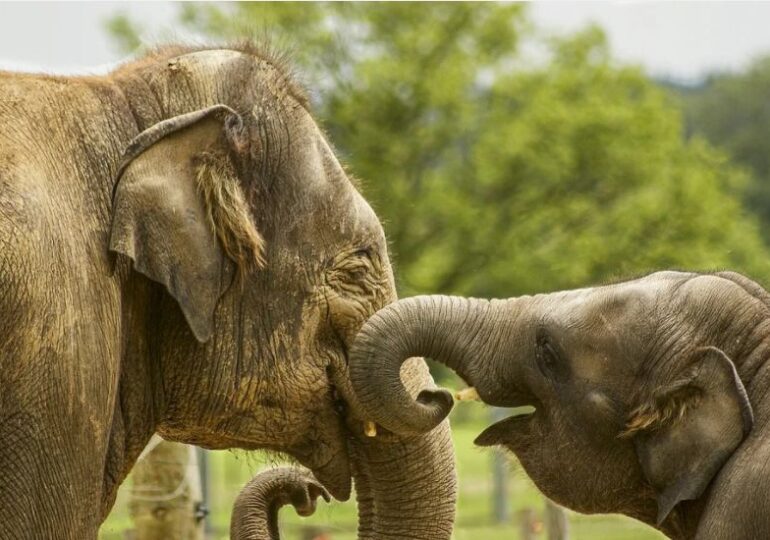 Elefanții fără colți sunt o adaptare care le permite să rămână în viață