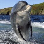 Povestea lui Fungie, enigmaticul delfin care a marcat existenţa unui orăşel din Irlanda