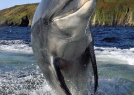 Povestea lui Fungie, enigmaticul delfin care a marcat existenţa unui orăşel din Irlanda