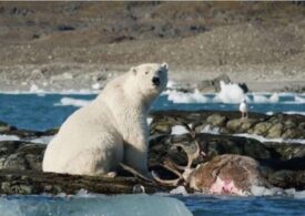 Clima nu mai e aceeași și a antrenat tot felul de schimbări: Primele imagini cu un urs polar care vânează un ren