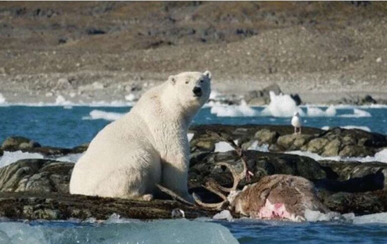 Clima nu mai e aceeași și a antrenat tot felul de schimbări: Primele imagini cu un urs polar care vânează un ren