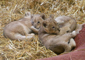 Trei pui de leu, vedetele unei grădini zoologice din vestul Germaniei (Video)