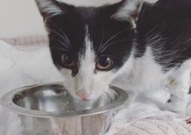 O pisică a fost salvată după ce a rămas 10 zile blocată în sistemul de încălzire