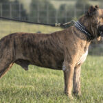 Presa Canario