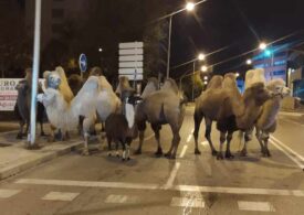 Opt cămile și o lamă, pe străzile Madridului, după ce au evadat de la circ
