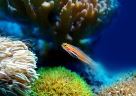 Cel mai mare ecosistem de recif de corali din lume pare că își revine. Nimeni nu se aștepta
