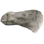 O nouă specie de dinozaur a fost descoperită în subsolul unui muzeu (Foto)