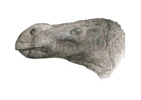 O nouă specie de dinozaur a fost descoperită în subsolul unui muzeu (Foto)