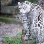 Trei leoparzi ai zăpezilor au murit de Covid-19