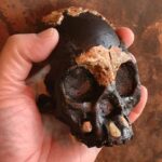 Una dintre cele mai enigmatice specii de hominid a fost descoperită în Africa de Sud. Era contemporană cu primii oameni moderni