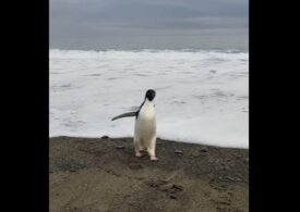 Un pinguin a călătorit, din greșeală, 3.000 de km