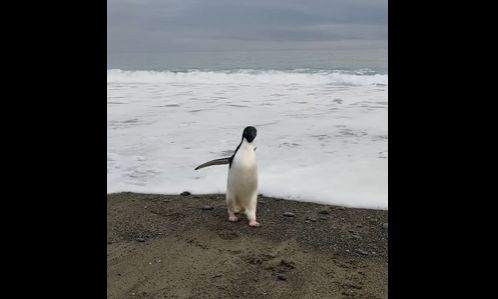 Un pinguin a călătorit, din greșeală, 3.000 de km