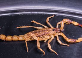 O femeie care lucra într-un restaurant din Capitală a fost muşcată de un scorpion