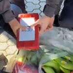 Peste trei tone de cocaină pură au fost descoperite printre banane și alune, în Calabria (Video)