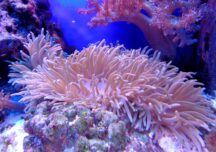 Coralii din