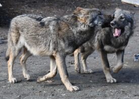 O gradină zoologică din Franța a fost închisă după ce o haită de nouă lupi a evadat