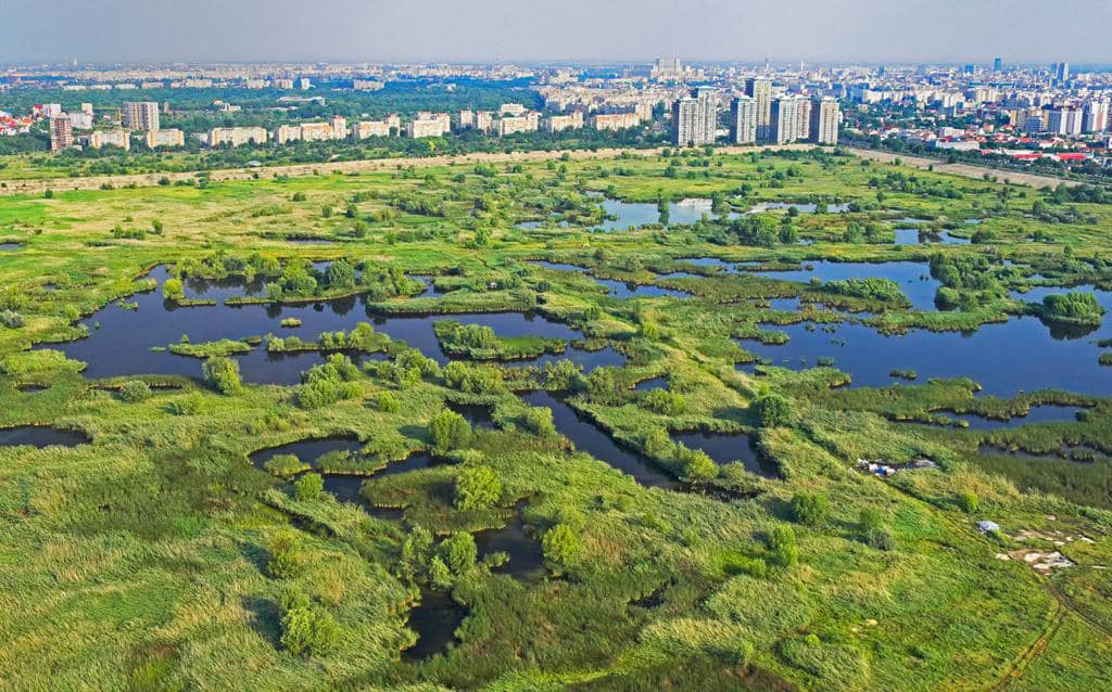 Asociația Parcul Văcărești își schimbă numele și viziunea. 5 zone naturale din București care pot primi statut de protecție