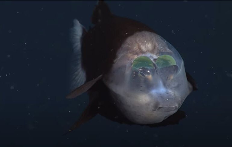 Un pește venit parcă de pe altă lume a fost filmat în adâncuri. Are capul transparent și ochii bulbucați și fluorescenți (Video)