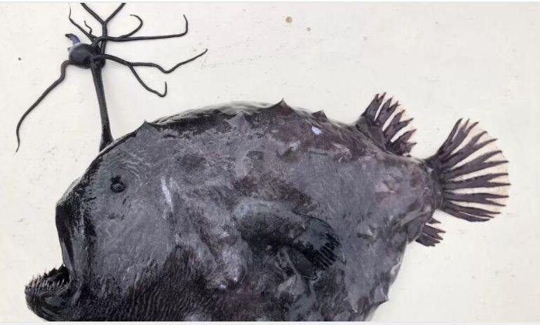 Un pește dintr-o specie rară, bizară și extrem de timidă a eșuat pe țărmul din California