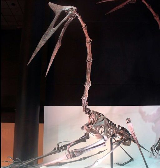 Cum reușeau să zboare pterozaurii? Cel mai mare avea o anvergură a aripilor de 12 metri!