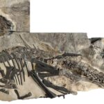 O întreagă turmă de dinozauri a fost descoperită într-un sit din Italia