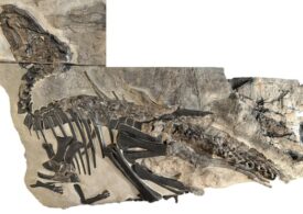 O întreagă turmă de dinozauri a fost descoperită într-un sit din Italia