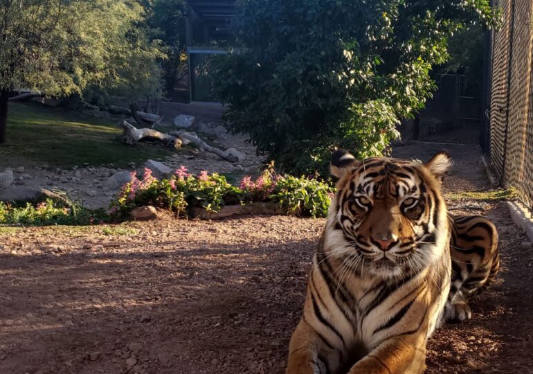 O grădină zoologică vaccinează antiCovid animalele pe cale de dispariție