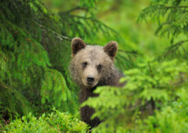 Urșii periculoși pot fi uciși atât în interiorul, cât și în afara localităților. Iohannis a promulgat legea