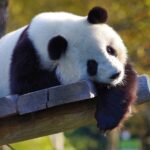 Diplomația panda: De ce își retrage China urșii din SUA