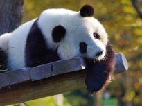 Trump și Xi reînvie „diplomația panda”. China trimite doi urși în SUA