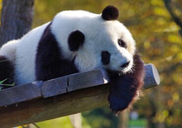Trump și Xi reînvie „diplomația panda”. China trimite doi urși în SUA