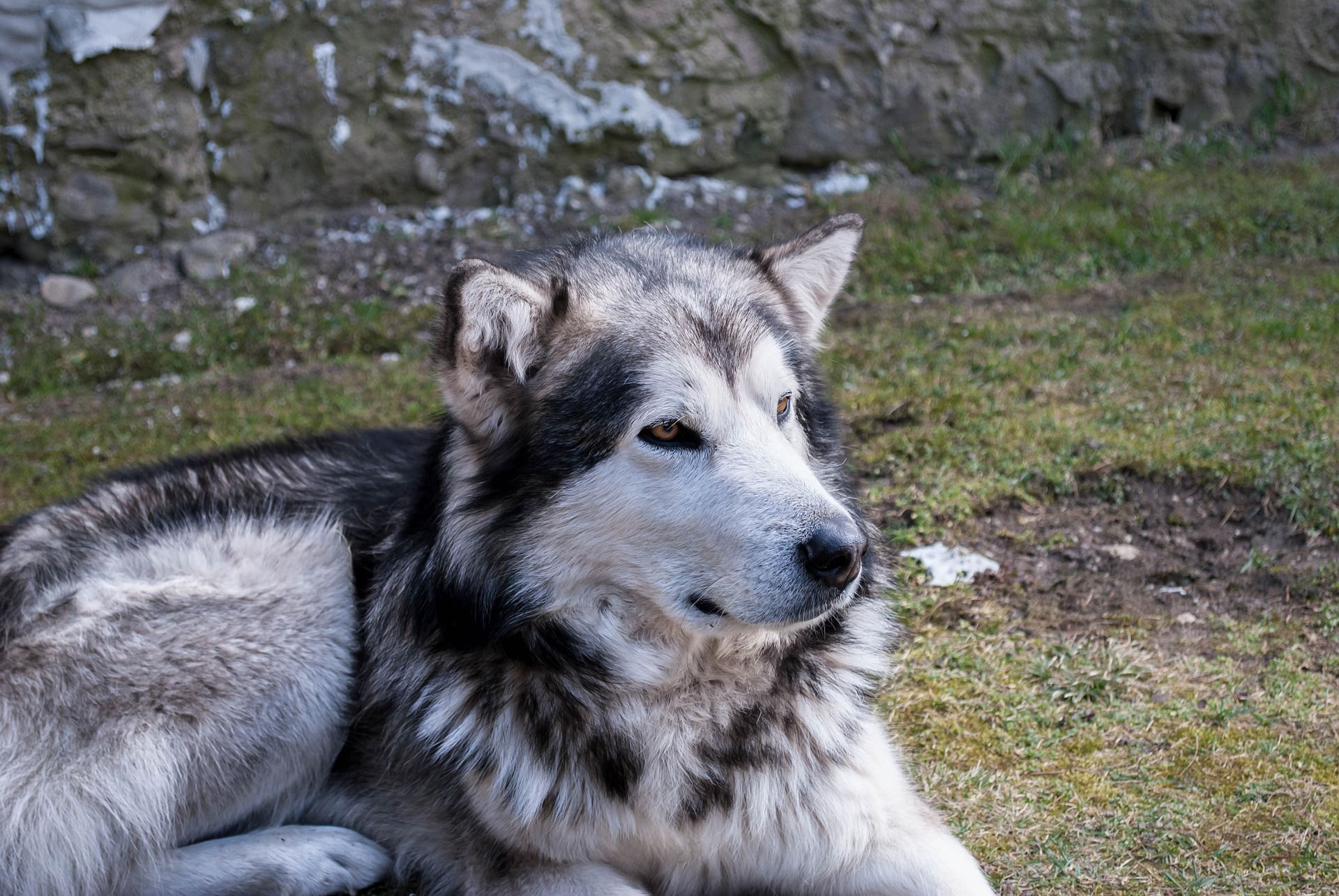 Inactive Annual hand over Un câine a salvat viaţa unui turist căzut pe munte. A stat 13 ore deasupra  lui pentru a-l încălzi (Foto) - spotmedia.ro