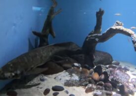 Cel mai bătrân pește de acvariu din lume  adoră să fie mângâiat pe burtă și spate