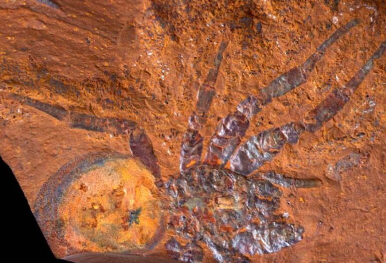 Sute de forme de viață, vechi de milioane de ani, au fost găsite într-un bulgăre de pământ din Australia (Foto)