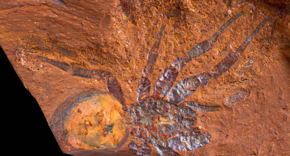 Sute de forme de viață, vechi de milioane de ani, au fost găsite într-un bulgăre de pământ din Australia (Foto)