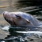 Un leu de mare a fost vindecat de epilepsie cu neuroni de la altă specie