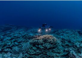 Un nou recif de corali, perfect sănătos, a fost descoperit în Tahiti