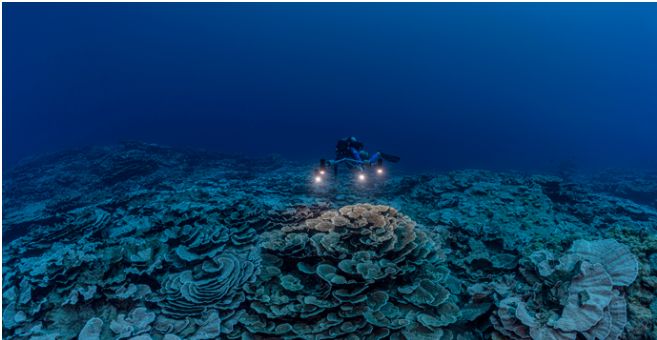 Un nou recif de corali, perfect sănătos, a fost descoperit în Tahiti