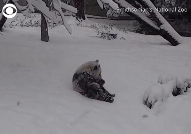 Un pui de panda care se rostogolește bucuros în zăpada care a blocat Washingtonul face senzație pe Internet (Video)