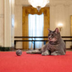 pisică Biden Casa Albă
