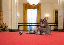 Familia Biden și-a luat pisică la Casa Albă (Galerie foto)