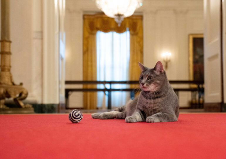 Familia Biden și-a luat pisică la Casa Albă (Galerie foto)