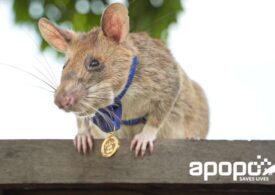 A murit Magawa, șobolanul erou din Cambodgia. A fost decorat în 2020 (Video)