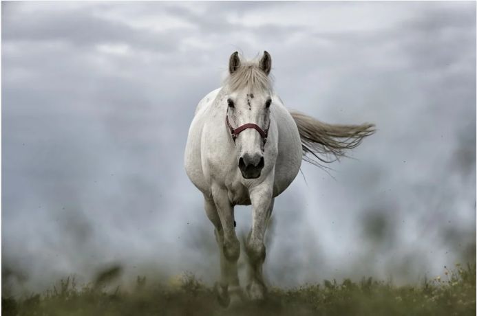 O rasă de cai a reușit să le domine pe toate celelalte, acum multă vreme. De unde provine și ce are special