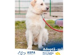 Adopții de câini, sâmbătă, la târgul ASPA din Parcul Circului