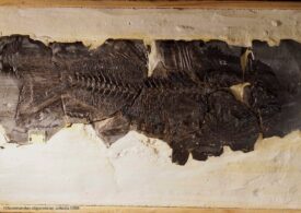 Fosila unui biban de mare, veche de 33 de milioane de ani, a fost descoperită în Munţii Vrancei