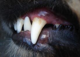 Femeia atacată de câini la Lacul Morii a fost operată şi are mai multe răni profunde, inclusiv la cap