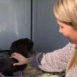 Un câine pierdut a revenit acasă după 12 ani (Video)